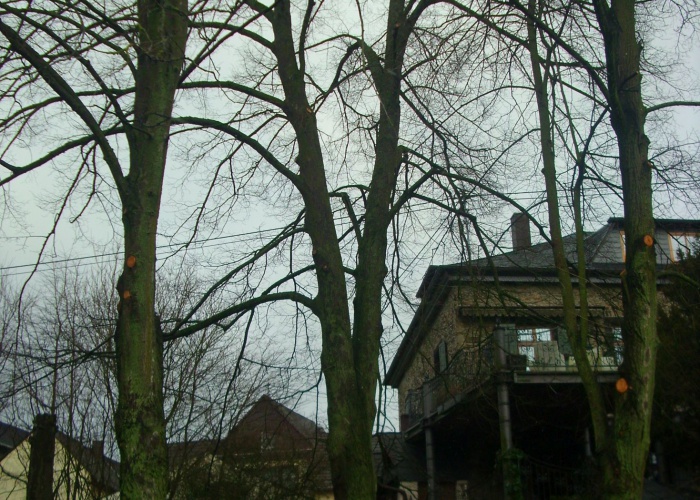 DSCI0630